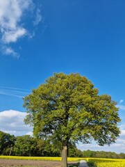 Frühlingsszene. Agrarlandschaft. Bebautes Feld. Landschaft. Landstraße. Ackerland. Blauer Himmel und weiße Wolken. Sonniger Tag. Natürlichen Umgebung. Kulturpflanzen. Baumsilhouetten. Lasches Grün.