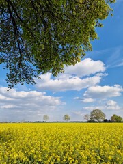 Agrarlandschaft. Sonniger Tag. Draußen. Blauer Himmel. Weiße Wolken. Baumsilhouetten. Bebautes Feld. Rapspflanzen. Natürlichen Umgebung. Gelber Blütenstand. Pollen. Honigbiene. Frühlingsszene.