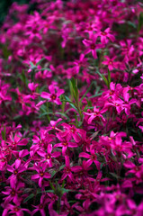 Phlox subulata (creeping phlox, moss phlox, moss pink, or mountain phlox). Pink flowers in the garden.
