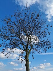 Fotografie kahler Äste. Minimalistischer Ansatz. Blauer Himmel im Hintergrund. Weiße Wolken. Äste. Vorfrühlingsszene. Sonniger Tag. Draußen. Nahaufnahme von Bäumen. Natürlichen Umgebung. Perfekt.