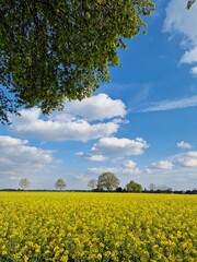 Agrarlandschaft. Sonniger Tag. Draußen. Blauer Himmel. Weiße Wolken. Baumsilhouetten. Bebautes Feld. Rapspflanzen. Natürlichen Umgebung. Gelber Blütenstand. Pollen. Honigbiene. Frühlingsszene.
