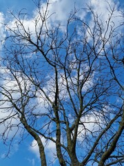 Fotografie kahler Äste. Minimalistischer Ansatz. Blauer Himmel im Hintergrund. Weiße Wolken. Äste. Vorfrühlingsszene. Sonniger Tag. Draußen. Nahaufnahme von Bäumen. Natürlichen Umgebung. Perfekt.