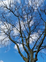 Fotografie kahler Äste. Minimalistischer Ansatz. Blauer Himmel im Hintergrund. Weiße Wolken. Äste. Vorfrühlingsszene. Sonniger Tag. Draußen. Nahaufnahme von Bäumen. Natürlichen Umgebung. Perfekt.