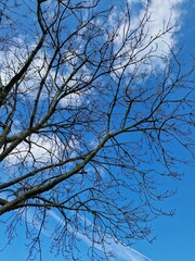 Fotografie kahler Äste. Minimalistischer Ansatz. Blauer Himmel im Hintergrund. Weiße Wolken. Äste. Vorfrühlingsszene. Sonniger Tag. Draußen. Nahaufnahme von Bäumen. Natürlichen Umgebung. Perfekt.