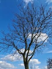 Fotografie kahler Äste. Minimalistischer Ansatz. Blauer Himmel im Hintergrund. Weiße Wolken. Äste. Vorfrühlingsszene. Sonniger Tag. Draußen. Nahaufnahme von Bäumen. Natürlichen Umgebung. Perfekt.