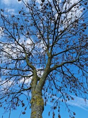 Fotografie kahler Äste. Minimalistischer Ansatz. Blauer Himmel im Hintergrund. Weiße Wolken. Äste. Vorfrühlingsszene. Sonniger Tag. Draußen. Nahaufnahme von Bäumen. Natürlichen Umgebung. Perfekt.