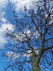 Fotografie kahler Äste. Minimalistischer Ansatz. Blauer Himmel im Hintergrund. Weiße Wolken. Äste. Vorfrühlingsszene. Sonniger Tag. Draußen. Nahaufnahme von Bäumen. Natürlichen Umgebung. Perfekt.