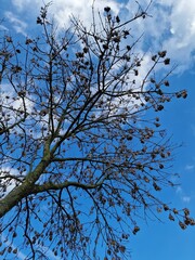 Fotografie kahler Äste. Minimalistischer Ansatz. Blauer Himmel im Hintergrund. Weiße Wolken. Äste. Vorfrühlingsszene. Sonniger Tag. Draußen. Nahaufnahme von Bäumen. Natürlichen Umgebung. Perfekt.