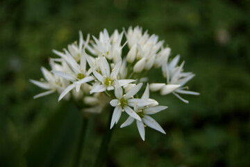 Nationalpark Hainich – Bärlauchblüte am Wanderweg Craulaer Kreuz