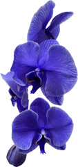 blue orchid flower isolated png