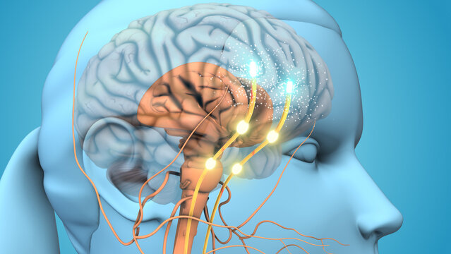 Dopamine is the chemical that mediates pleasure in the brain