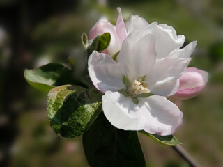 Kwitnienie jabłoni - obrazy, fototapety, plakaty