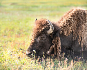 View of Buffalo on the open range in Yellowstone National Park, Wyoming USA