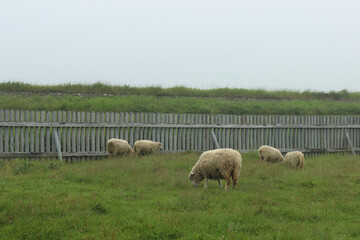 Fototapeta premium sheep in the field