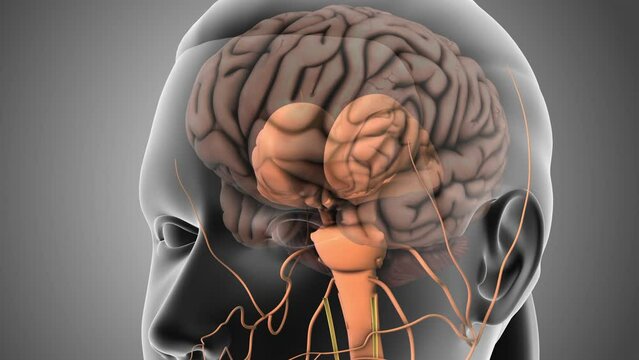 Dopamine is a type of neurotransmitter and hormone