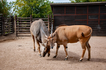 Eland antelope. Wild animal and wildlife. Animal in zoo. Eland antelope in zoo park. Wildlife and...
