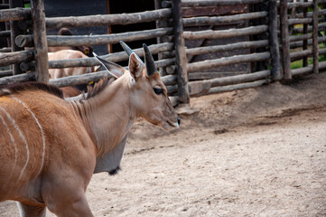 Eland antelope in zoo park. Wildlife and fauna. Eland antelope. Wild animal and wildlife. Animal in...