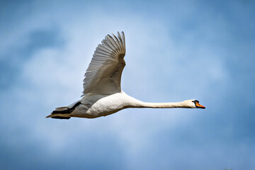Schwan im Flug