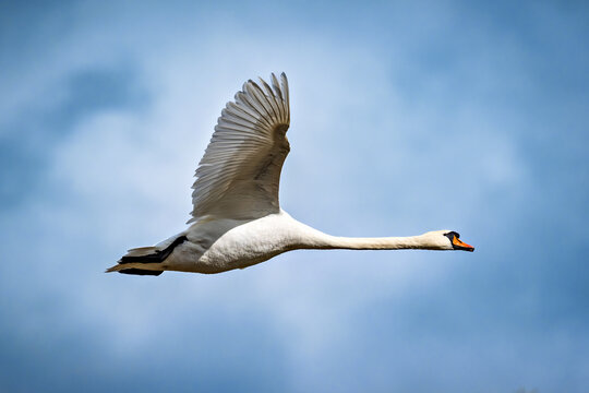 Schwan im Flug