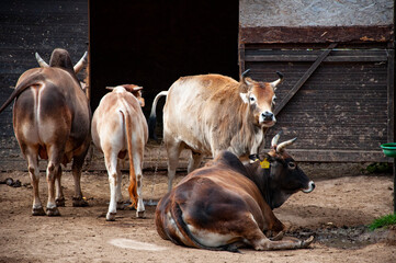 Brahman cow bull. Wild animal and wildlife. Animal in zoo. Brahman cow bull in zoo park. Wildlife and fauna