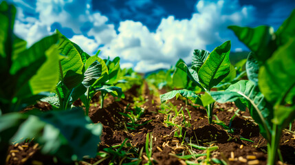 green tobacco plants against a blue sky