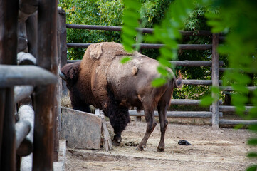 Wild animal and wildlife. Animal in zoo. Buffalo bison ox in zoo park. Wildlife and fauna. Buffalo...