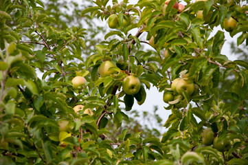 Apple tree with fresh organic fruit. Nature vitamin
