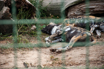 Wild animal and wildlife. Animal in zoo. African wild dog hyenas in zoo park. Wildlife and fauna....