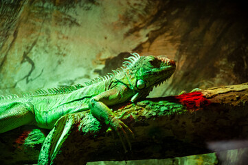 Iguana lizard reptile. Wild animal and wildlife. Animal in zoo. Iguana lizard reptile in zoo park. Wildlife and fauna