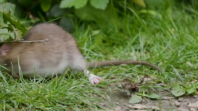 A Brown Rat Feeding on the Ground in Slow Motion