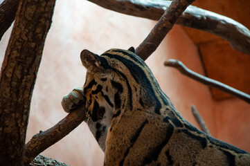 Animal in zoo. Formosan clouded leopard in zoo park. Wildlife and fauna. Formosan clouded leopard....