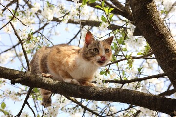 Naklejka na ściany i meble Cute cat on blossoming spring tree outdoors