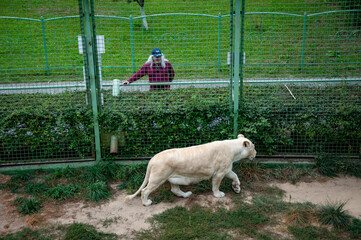 Panthera leo krugeri walking and looking at man tourist. White lion lioness. Wild animal and wildlife. Animal in zoo. White lion lioness in zoo park. Wildlife and fauna. Lioness tracking skills
