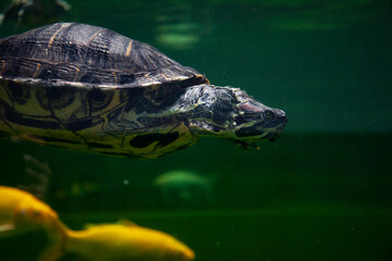 Wild animal and wildlife. Animal in zoo aquarium. Chinese box turtle in zoo park. Wildlife and...