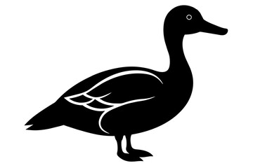 duck isolated on white