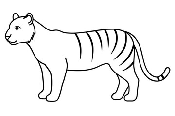 illustration of a tiger