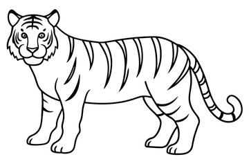 tiger vector illustration