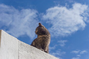 Grey cat sitting on a rooftop with cloudy blue sky on a sunny day