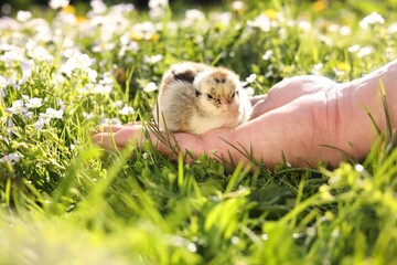 Man with cute chick on green grass outdoors., closeup. Baby animal