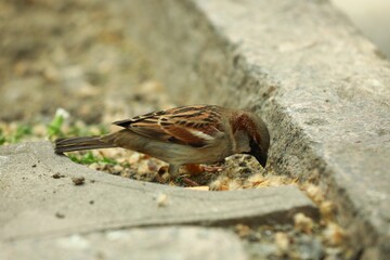 One beautiful sparrow feeding outdoors. Wild animal