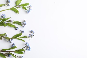 Beautiful forget-me-not flowers on white background, flat lay. Space for text