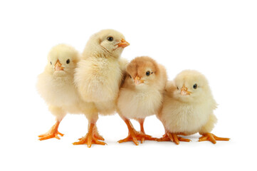 Fototapeta premium Many cute chicks isolated on white. Baby animals