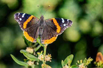 butterfly on a flower
