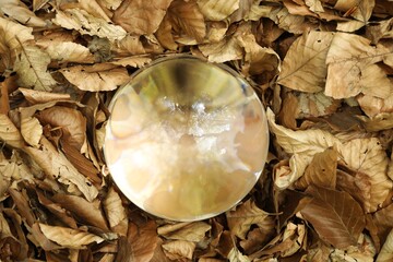 Beautiful trees outdoors, overturned reflection. Crystal ball on leaves in forest, top view
