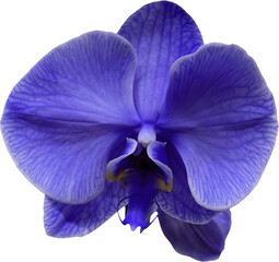 blue orchid flower isolated png