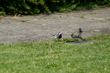 White wagtail (Motacilla alba) sitting on a stone path in Zurich, Switzerland