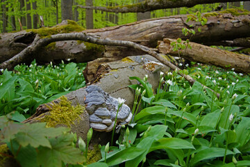 Nationalpark Hainich – Bärlauchblüte am Wanderweg Craulaer Kreuz
