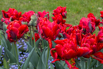 Beautiful view of the red tulips in the garden. Close-up.