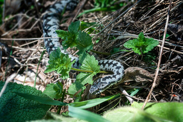Vipera berus, the common European adder or common European viper. Snake lying on fallen leaves in the forest.