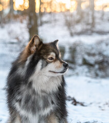 Portrait of Finnish Lapphund dog